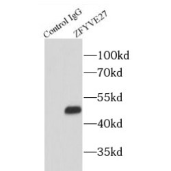 Zinc Finger FYVE Domain-Containing 27 (ZFYVE27) Antibody