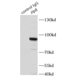 Zinc Transporter ZIP8 (ZIP8) Antibody