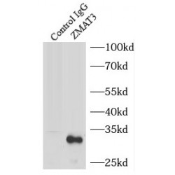 Zinc Finger Matrin-Type Protein 3 (ZMAT3) Antibody