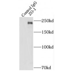 Tight Junction Protein ZO-1 (TJP1) Antibody