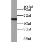 WB analysis of NIH/3T3 cells, using ZRANB2 antibody (1/600 dilution).