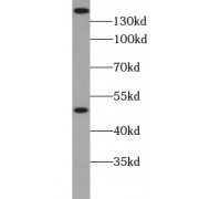 WB analysis of HEK-293 cells, using ZRANB3 antibody (1/600 dilution).