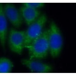 Zyxin (ZYX) Antibody