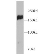 abx239768