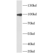 abx239772