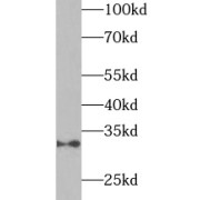 abx239837