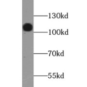 abx239891