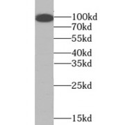 WB analysis of RAW 264.7 cells, using TLR4 antibody (1/4000 dilution).