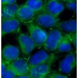 Angiomotin (AMOT) Antibody