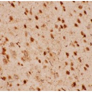 Immunohistochemistry analysis of paraffin-embedded Rat brain tissue, using histamine antibody (1/200 dilution).