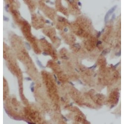 Cardiac Phospholamban (PLN) Antibody