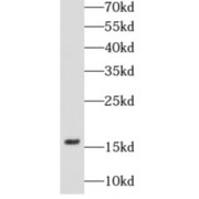 WB analysis of Jurkat cells, using CASP3 antibody (1/1000 dilution).