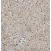 IHC-P analysis of Rat liver tissue, using CO8B antibody (1/200 dilution).
