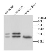 WB analysis of various lysates, using ADO antibody (1/500 dilution).