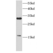 WB analysis of HeLa cells, using MFAP2 antibody (1/1000 dilution).