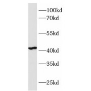 WB analysis of HepG2 cell lysates, using C1GALT1 antibody (1/600 dilution).