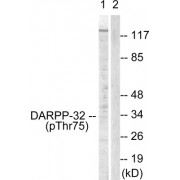 Western blot analysis of extracts from COS7 cells treated with Forskolin (40nM, 30mins), using DARPP-32 (phospho-Thr75) antibody.