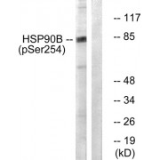 Western blot analysis of extracts from HeLa cells treated with TNF-alpha (10 ng/ml, 30mins), using HSP90B (phospho-Ser254) antibody. The lane on the right is blocked with the phosphopeptide.