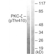 Western blot analysis of extracts from NIH/3T3 cells treated with PMA (125ng/ml, 30mins), using PKC zeta (phospho-Thr410) antibody.