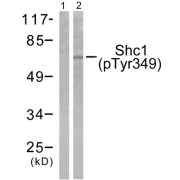 Western blot analysis of extracts from 293 cells treated with EGF (200ng/ml, 30mins), using Shc (phospho-Tyr349) antibody.