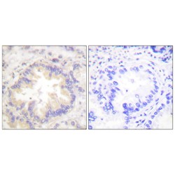 Caspase 9 Phospho-Thr125 (CASP9 pT125) Antibody