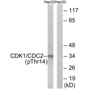 Western blot analysis of extracts from HepG2 cells, treated with Forskolin (40 nM, 30 mins), using CDK1 (Phospho-Thr14) antibody. The lane on the right is blocked with the phosphopeptide.