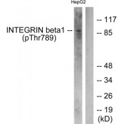 Western blot analysis of extracts from HepG2 cells, treated with Ca<sup>2+</sup> (40 µM, 30 mins), using ITGB1 pT789 antibody. The lane on the right is blocked with the phosphopeptide.