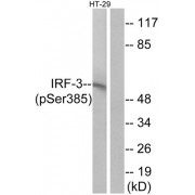 Western blot analysis of extracts from HT-29 cells, treated with insulin (0.01U/ml, 15mins), using IRF3 (Phospho-Ser385) antibody.