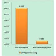 BAX (Phospho-Thr167) antibody reacts with epitope-specific phosphopeptide and corresponding non-phosphopeptide. The absorbance readings at 450 nM are shown in the ELISA figure.