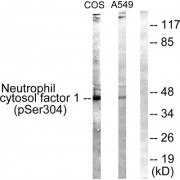 Western blot analysis of extracts from COS7 cells treated with UV (15mins) (line 1) and A549 cells (line 2), using Neutrophil Cytosol Factor 1 (Phospho-Ser304) antibody.