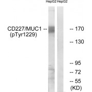 Western blot analysis of extracts from HepG2 cells, treated with PMA (125 ng/ml, 30 mins), using CD227/MUC1 (Phospho-Tyr1229) antibody. The lane on the right is blocked with the phosphopeptide.