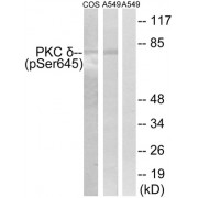 Western blot analysis of extracts from COS7 cells and A549 cells, using PKC delta (phospho-Ser645) antibody.