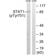 Western blot analysis of extracts from COS7 cells, using STAT1 (phospho-Tyr701) antibody. The lane on the right is blocked with the phosphopeptide.