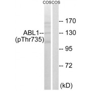 Western blot analysis of extracts from COS cells, treated with EGF (200ng/ml, 30mins), using ABL1 pT735 antibody.