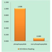C-RAF (Phospho-Thr269) antibody reacts with epitope-specific phosphopeptide and corresponding non-phosphopeptide. The absorbance readings at 450 nM are shown in the ELISA figure.