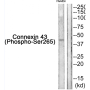 Western blot analysis of extracts from HuvEc cells, using Gap Junction Alpha-1 Protein / CX43 Phospho-Ser265 (GJA1 pS265) Antibody.