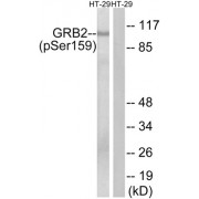 Western blot analysis of extracts from HT-29 cells, treated with serum (20%, 15 min), using GRB2 (Phospho-Ser159) antibody.