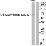 Western blot analysis of extracts from K562 cells, using Fanconi Anemia Group G Protein (FANCG) (Phospho-Ser383) antibody.