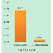 ATR (Phospho-Ser428) antibody reacts with epitope-specific phosphopeptide and corresponding non-phosphopeptide. The absorbance readings at 450 nM are shown in the ELISA figure.