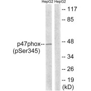 Western blot analysis of extracts from HepG2 cells, treated with TNF (20ng/ml, 5mins), using p47 phox (Phospho-Ser345) antibody.