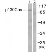 Western blot analysis of extracts from NIH/3T3 cells, using p130 Cas (epitope around residue 410) antibody (abx012761).
