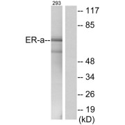 Western blot analysis of extracts from 293cells, using Estrogen Receptor- alpha (epitope around residue 537) antibody.