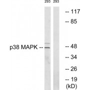 Western blot analysis of extracts from 293 cells, using p38 MAPK (epitope around residue 322) antibody.
