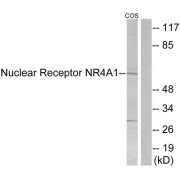 Western blot analysis of extracts from COS-7 cells, using Nuclear Receptor NR4A1 antibody.