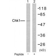 Western blot analysis of extracts from HeLa cells: Line1: Using CHK1 (epitope around residue 280) Antibody (abx012849) ; Line2: The same antibody preincubated with synthesized peptide.