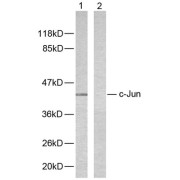 Western blot analysis of extracts from HeLa cells, using c-Jun (epitope around residue 243) antibody (abx012864).