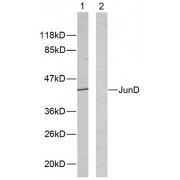 Western blot analysis of extracts from HeLa cells using JunD (epitope around residue 255) antibody (abx012866).