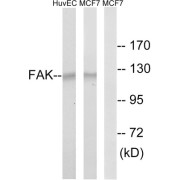 abx012896