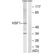 Western blot analysis of extracts from K562 cells, using HSF1 (epitope around residue 142) antibody.