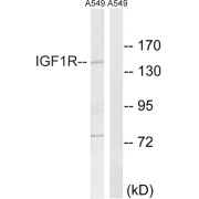 abx012900